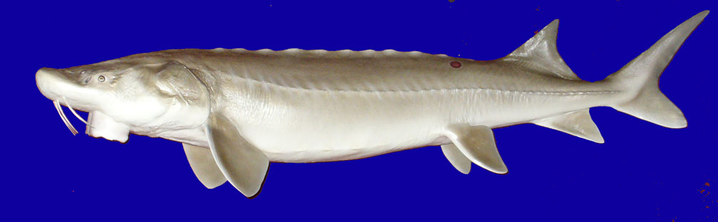 Mount from Simpson Taxidermy Studio