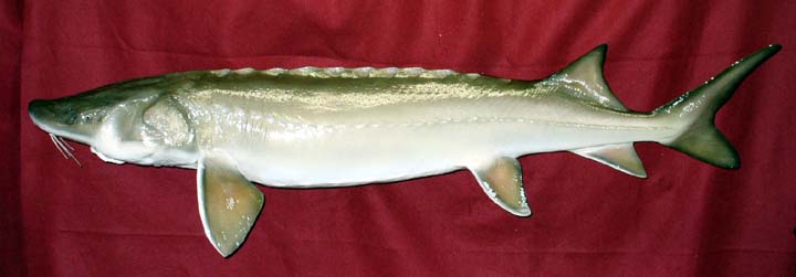 Mount from Simpson Taxidermy Studio