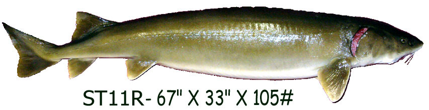 Mount from Simpson Taxidermy Studio
