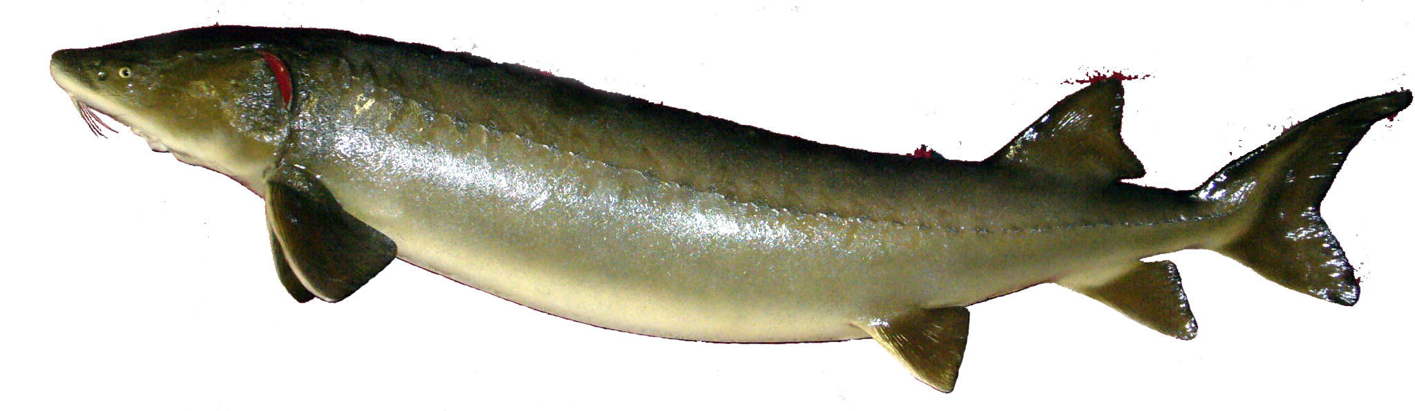 Mount from Simpson Taxidermy Studio