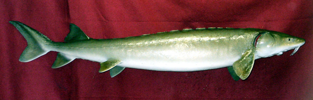 Mount from Simpson Taxidermy Studio