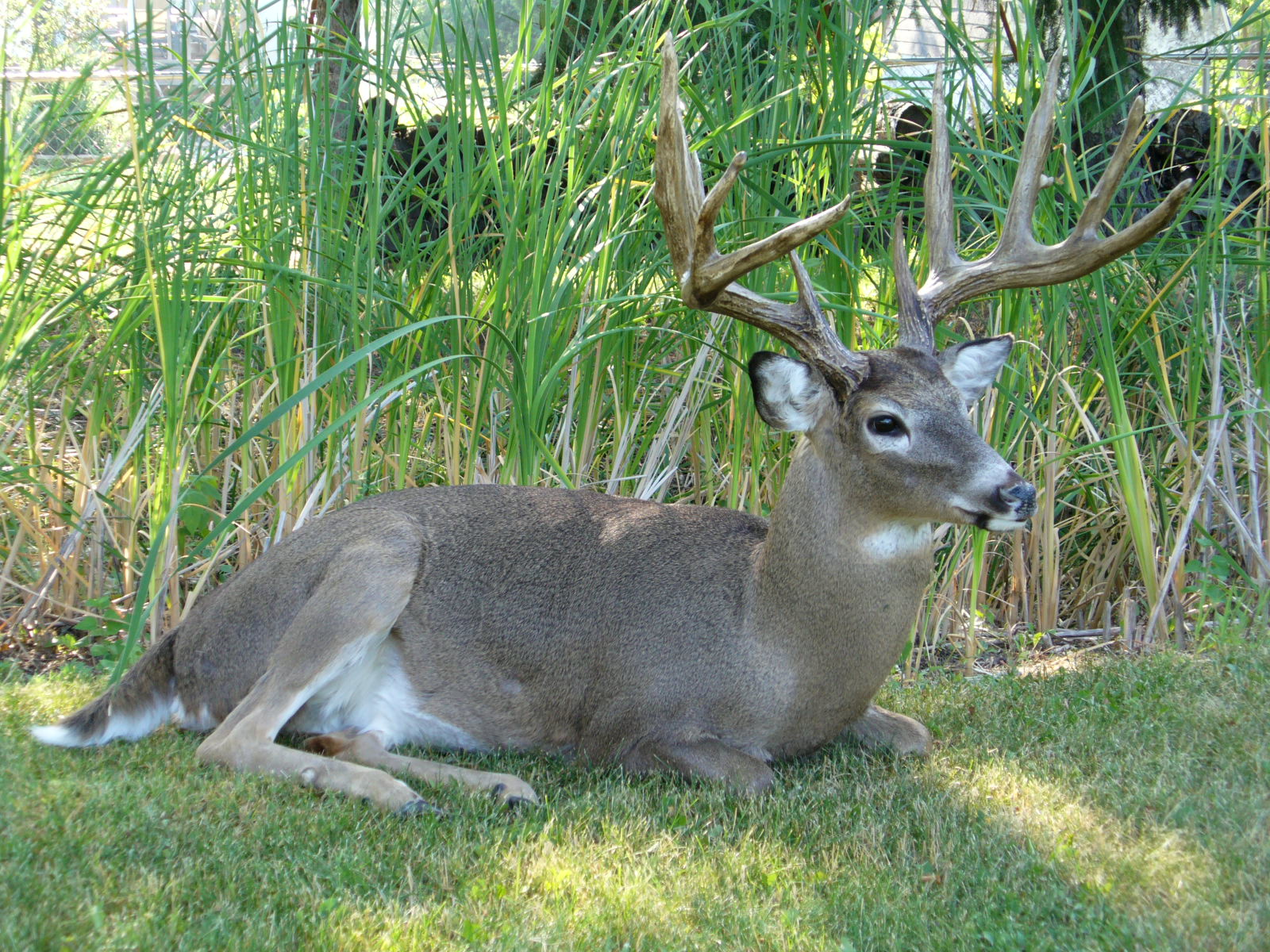 Mount from Simpson Taxidermy Studio