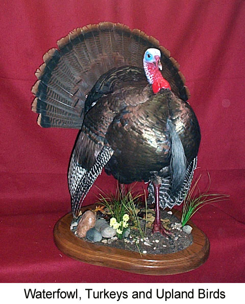 Mount from Simpson Taxidermy Studio