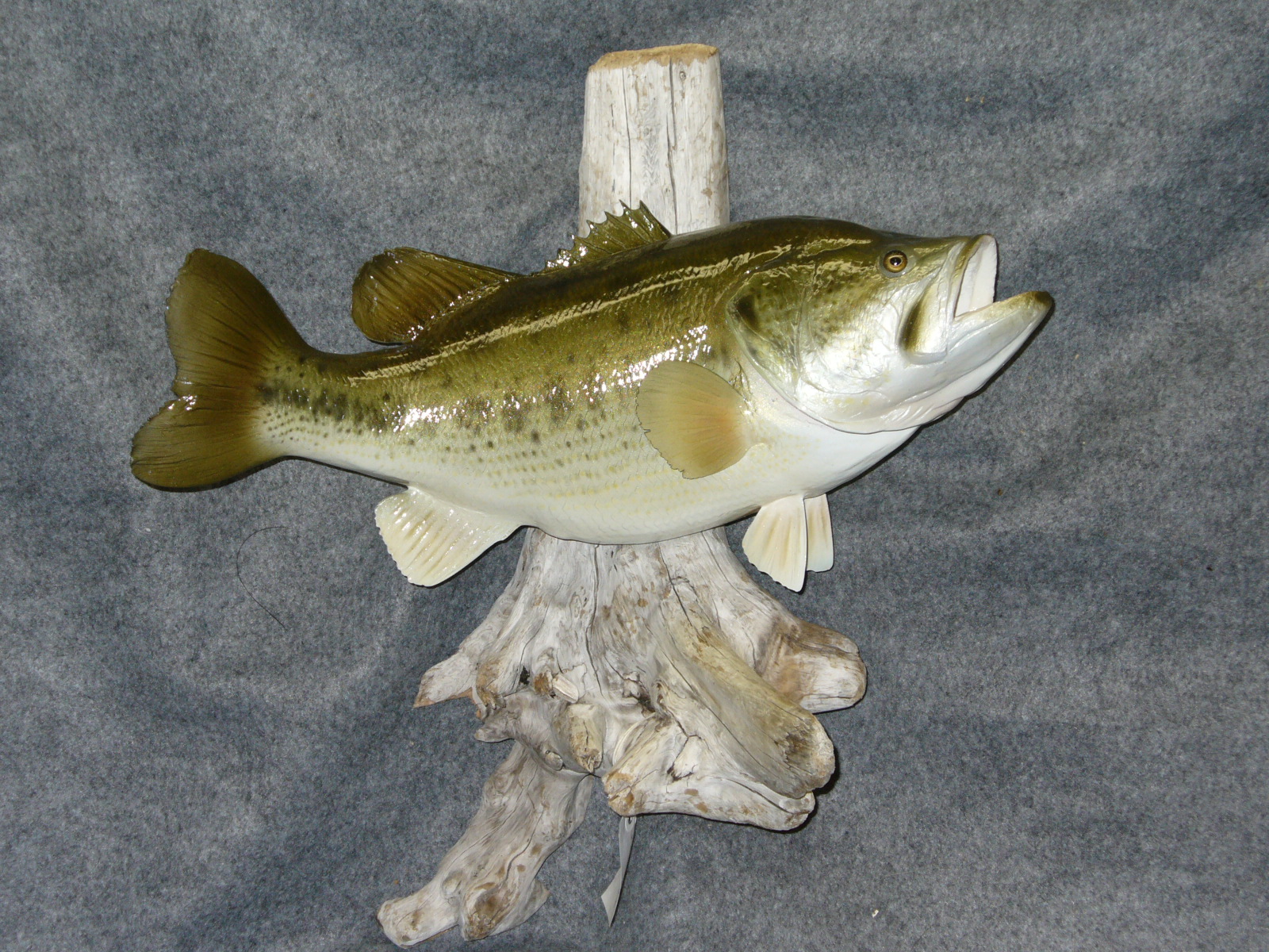 Mount from Simpson Taxidermy Studio
