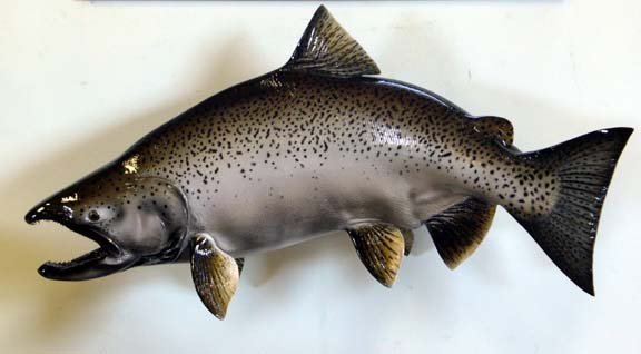Mount from Simpson Taxidermy Studio