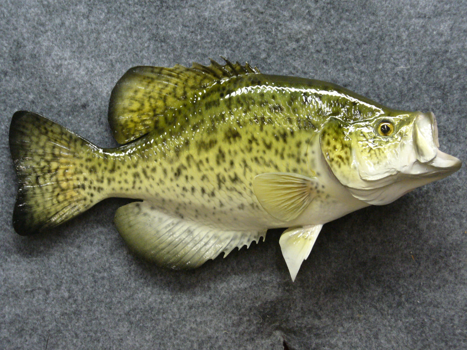 Mount from Simpson Taxidermy Studio