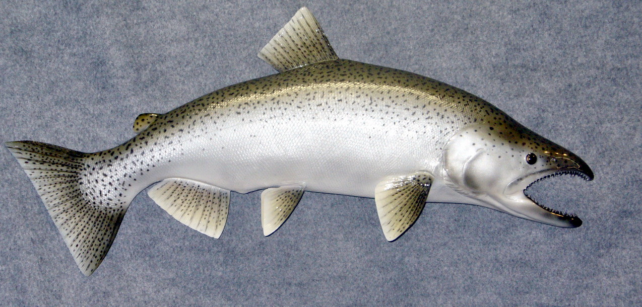 Mount from Simpson Taxidermy Studio