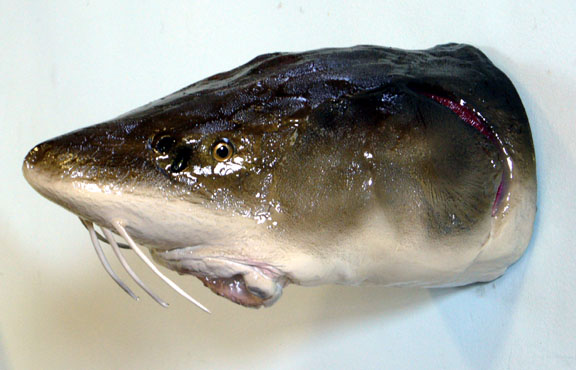 Mount from Simpson Taxidermy Studio
