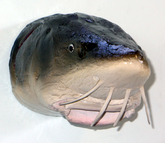 Mount from Simpson Taxidermy Studio