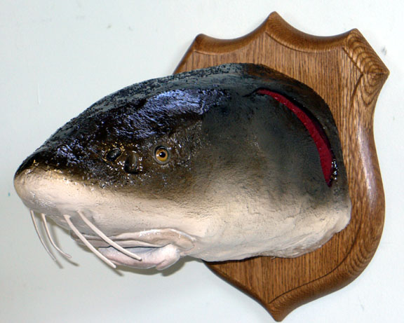 Mount from Simpson Taxidermy Studio