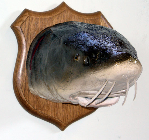 Mount from Simpson Taxidermy Studio