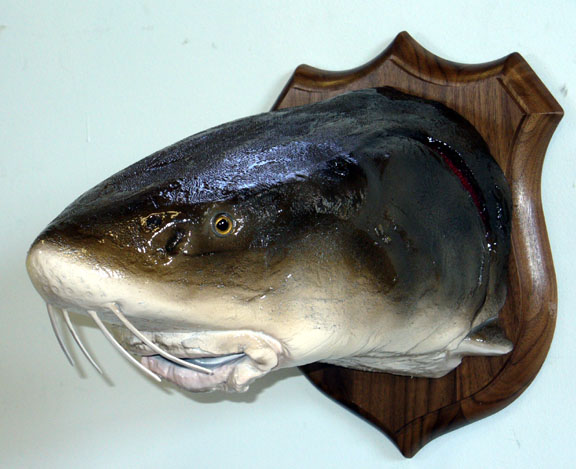Mount from Simpson Taxidermy Studio