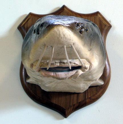 Mount from Simpson Taxidermy Studio