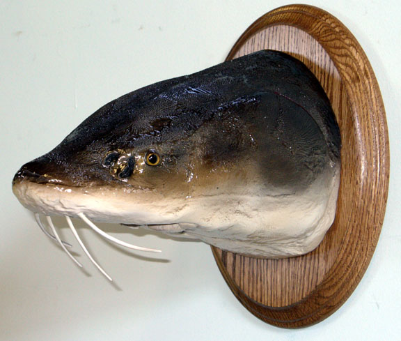 Mount from Simpson Taxidermy Studio
