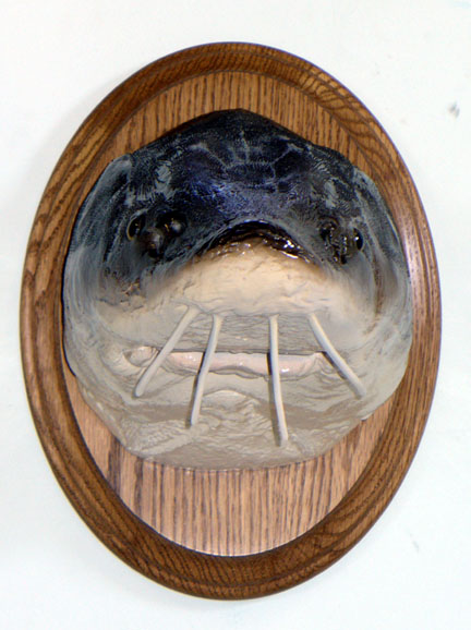 Mount from Simpson Taxidermy Studio