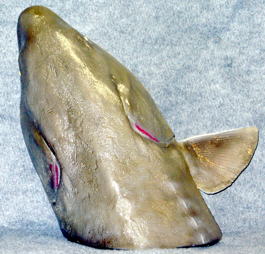Mount from Simpson Taxidermy Studio