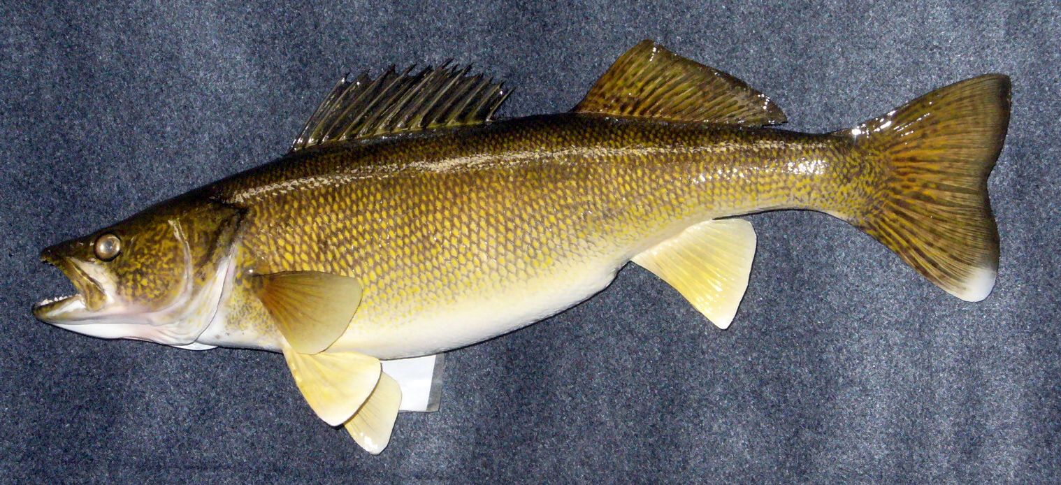 Mount from Simpson Taxidermy Studio