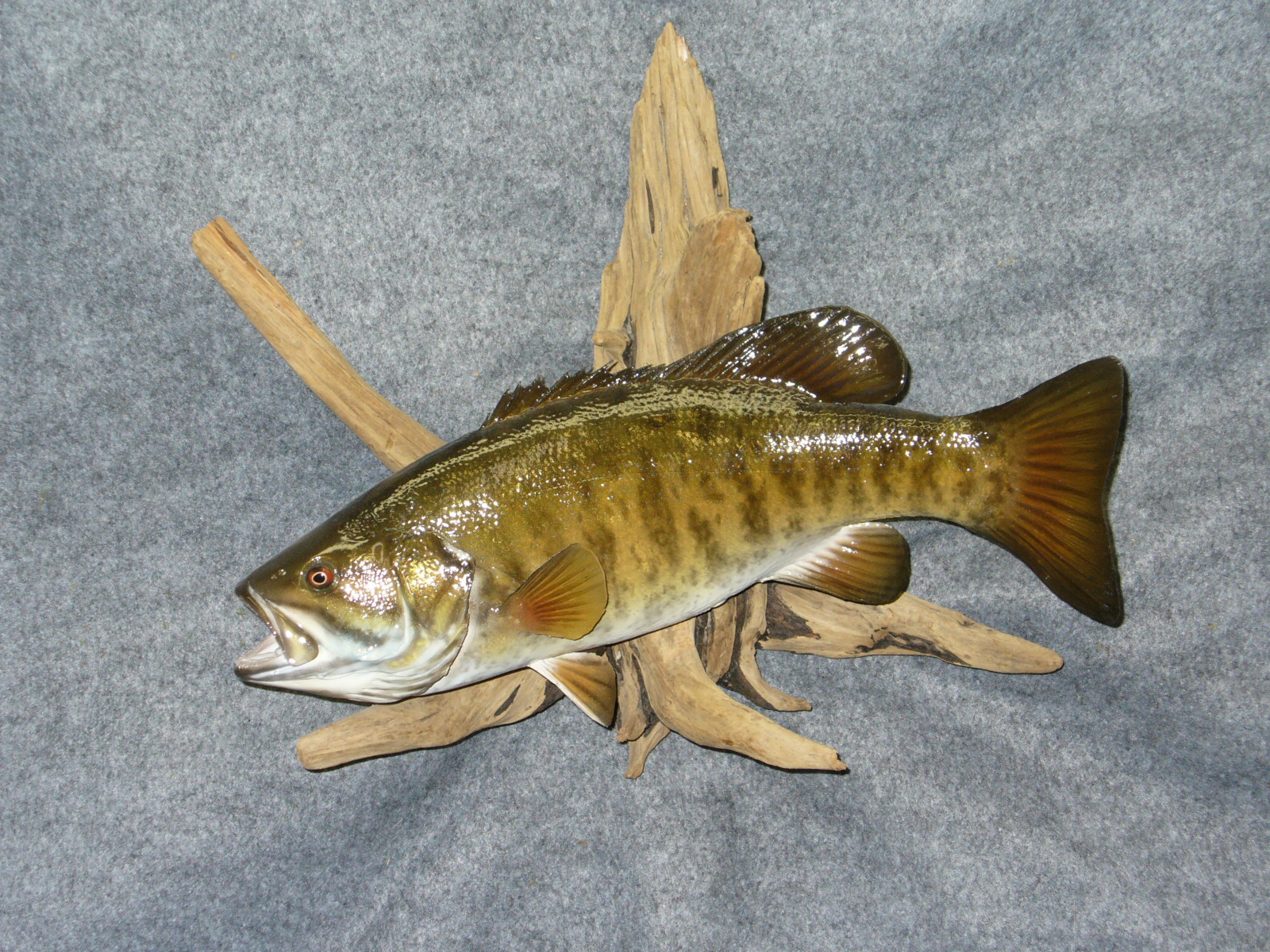 Mount from Simpson Taxidermy Studio