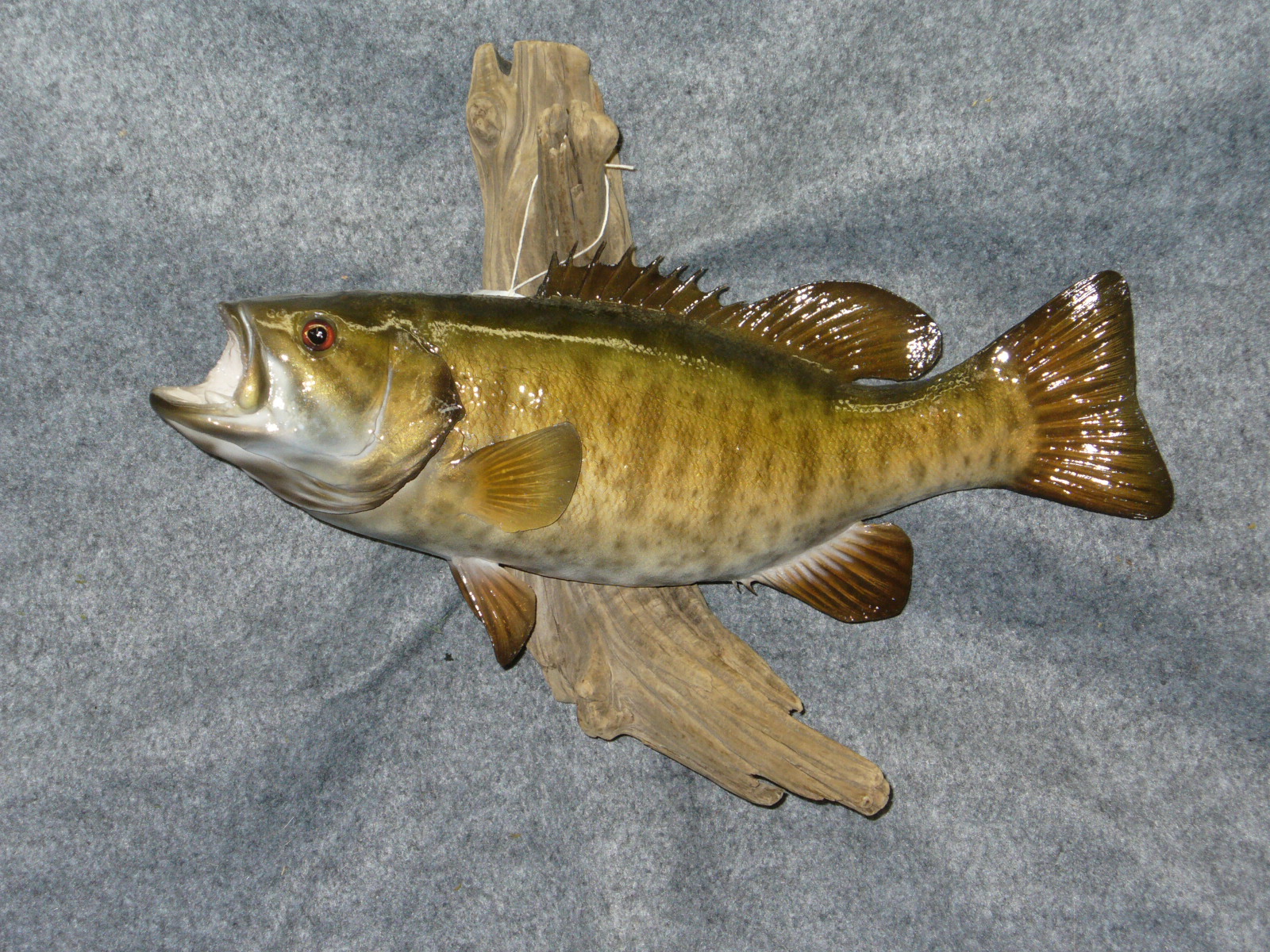 Mount from Simpson Taxidermy Studio