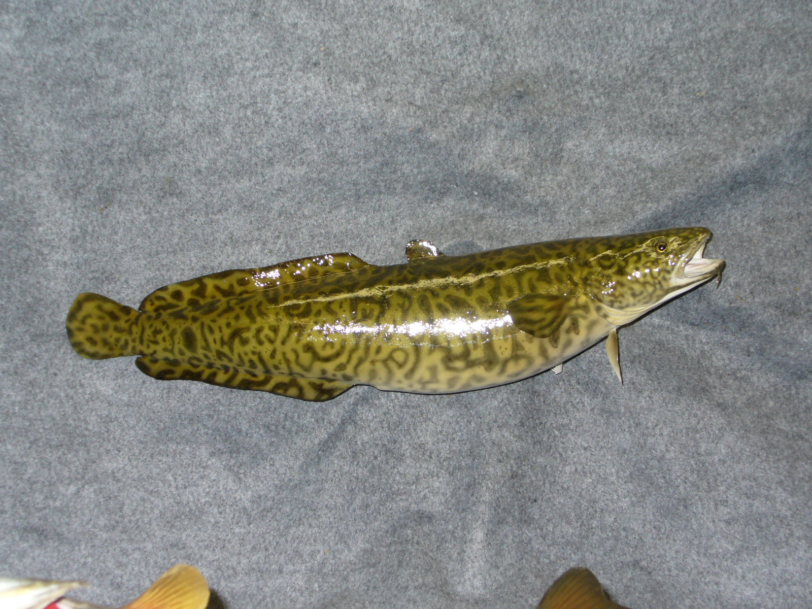 Mount from Simpson Taxidermy Studio