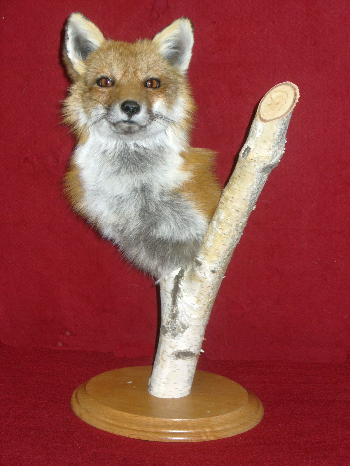 Mount from Simpson Taxidermy Studio