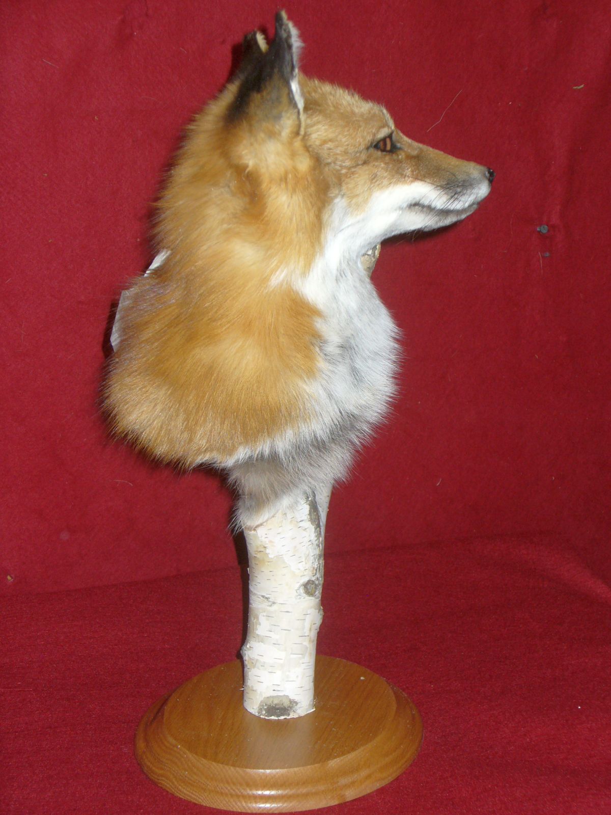 Mount from Simpson Taxidermy Studio