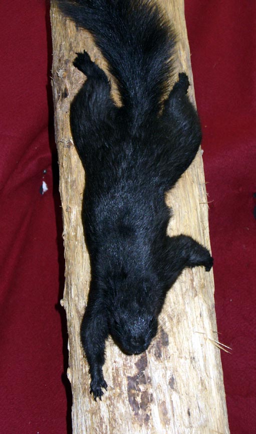 Mount from Simpson Taxidermy Studio