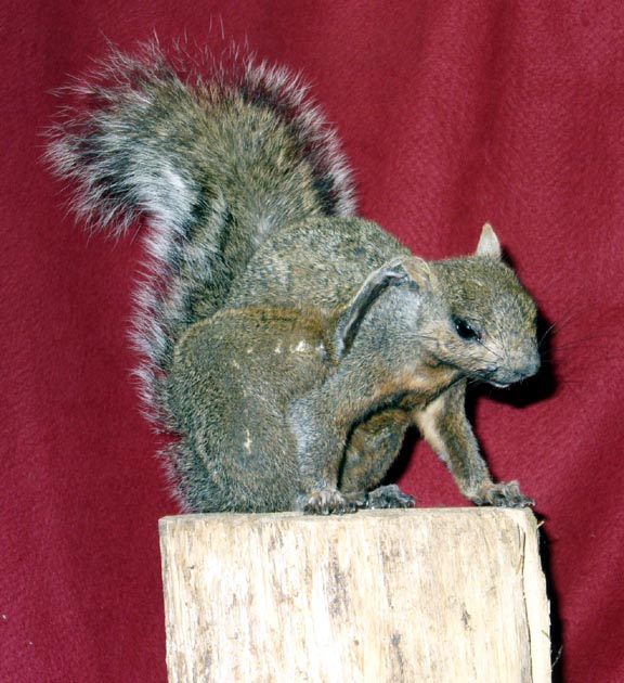 Mount from Simpson Taxidermy Studio