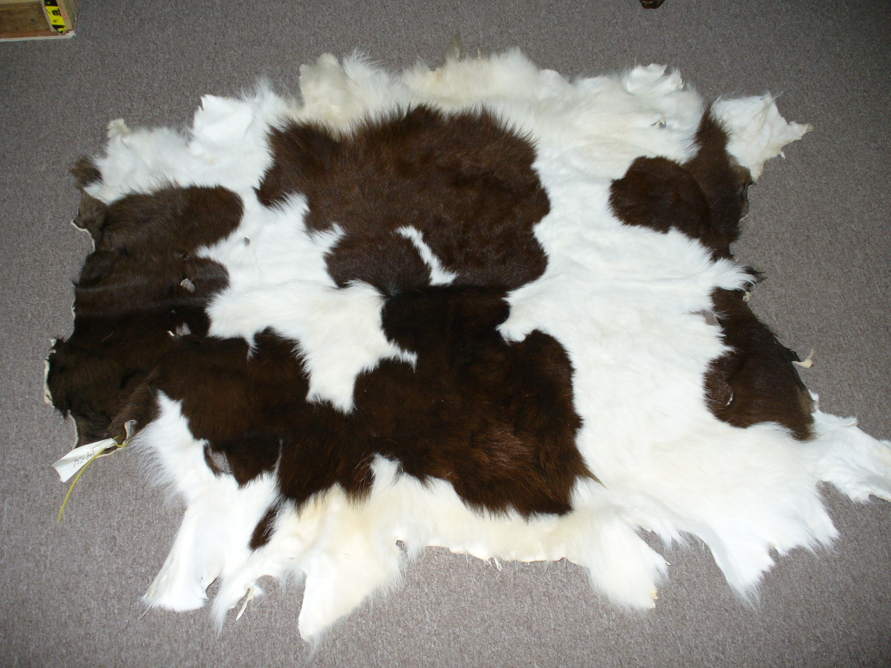 Mount from Simpson Taxidermy Studio
