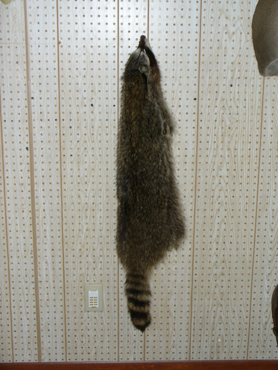 Mount from Simpson Taxidermy Studio