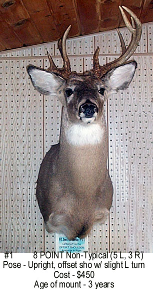 Mount from Simpson Taxidermy Studio