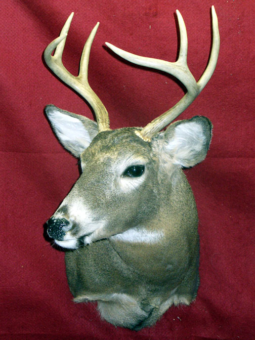 Mount from Simpson Taxidermy Studio