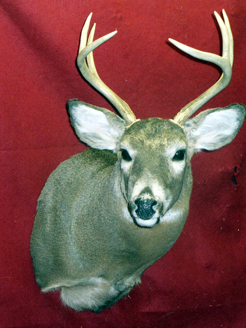 Mount from Simpson Taxidermy Studio