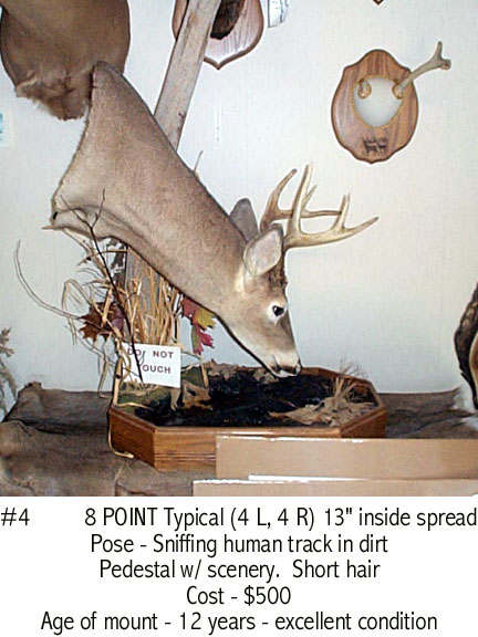 Mount from Simpson Taxidermy Studio