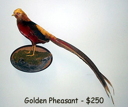 Mount from Simpson Taxidermy Studio