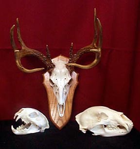 Mount from Simpson Taxidermy Studio