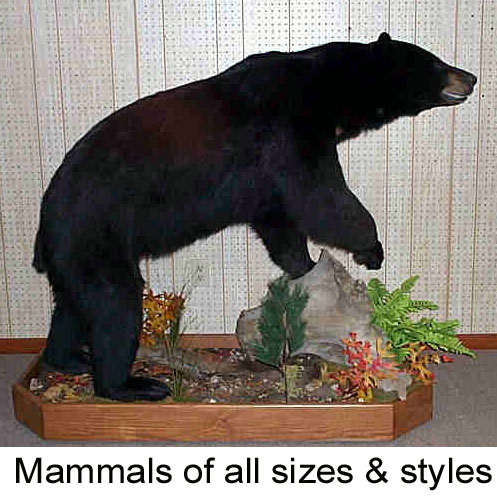 Mount from Simpson Taxidermy Studio