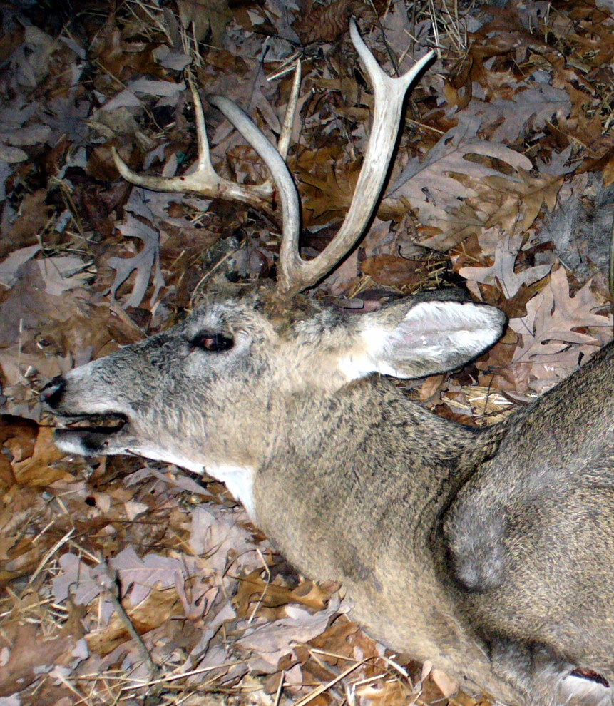 Mount from Simpson Taxidermy Studio