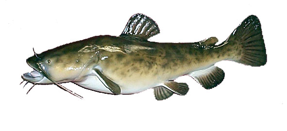 Mount from Simpson Taxidermy Studio