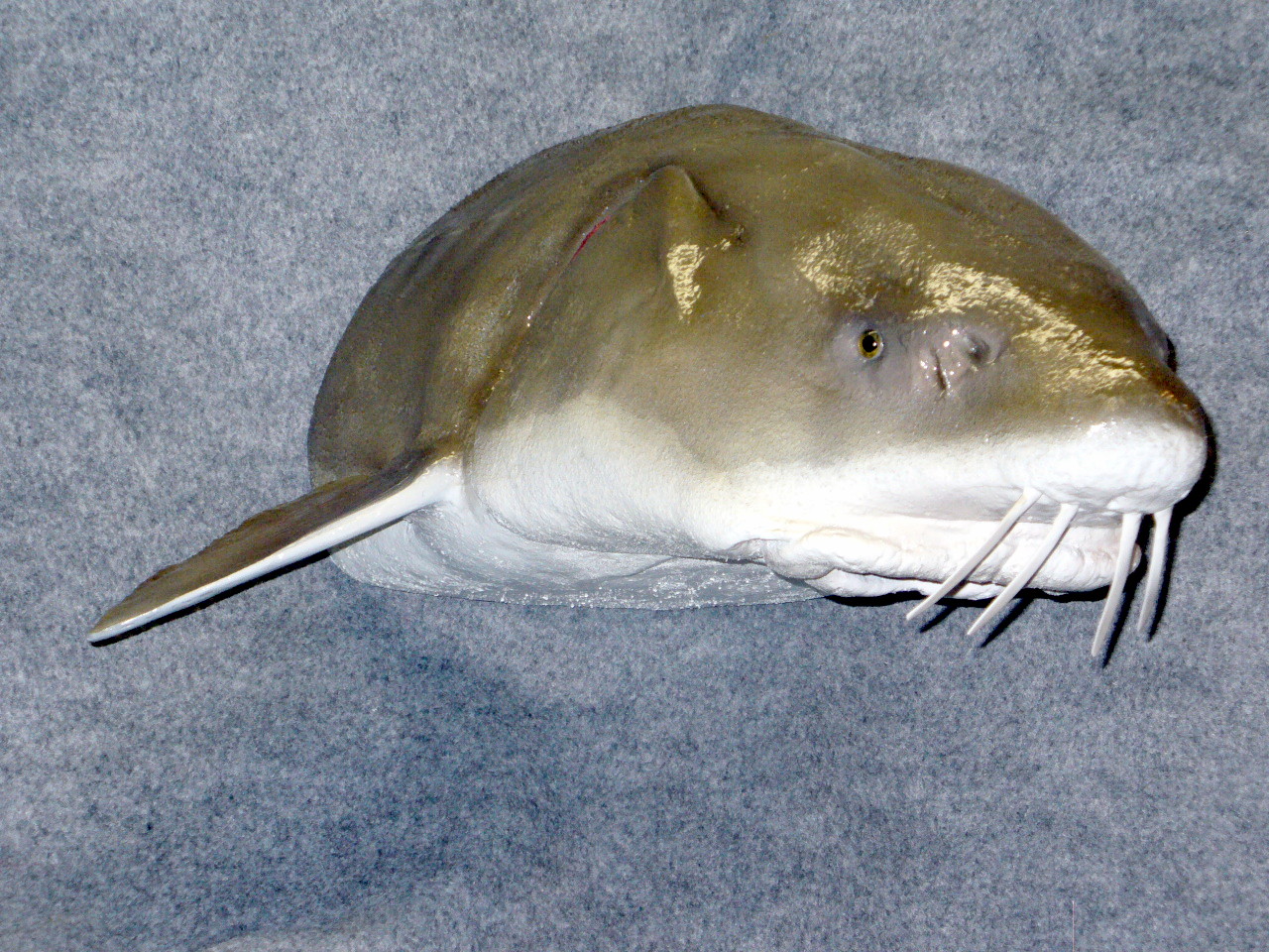 Mount from Simpson Taxidermy Studio