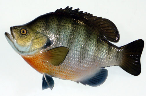 Mount from Simpson Taxidermy Studio