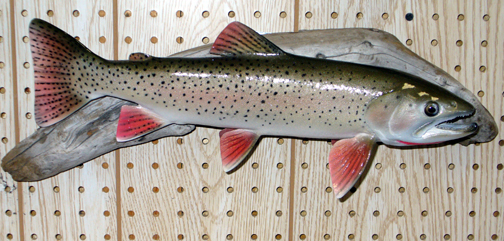 Mount from Simpson Taxidermy Studio