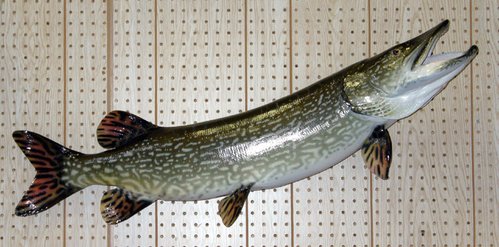 Mount from Simpson Taxidermy Studio
