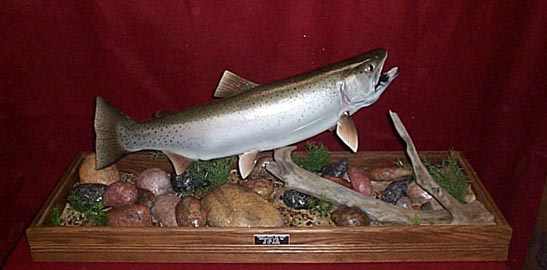 Mount from Simpson Taxidermy Studio