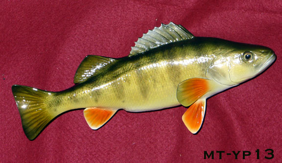 Mount from Simpson Taxidermy Studio